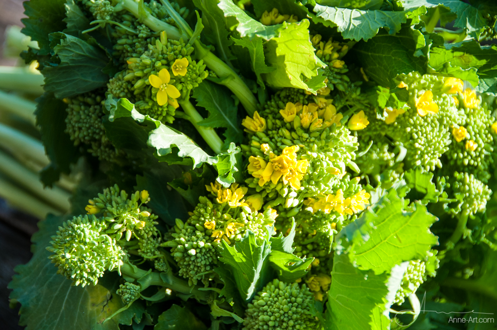 120 semillas espárragos-brócoli broccoletti cima di rapa Stängelkohl 
