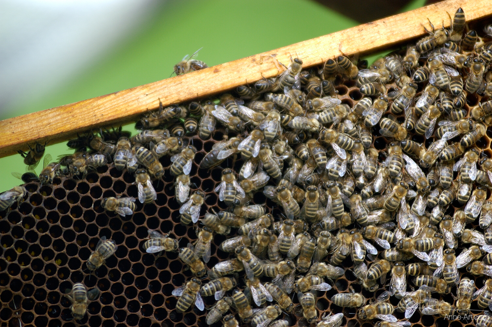 Bienen mit Königin